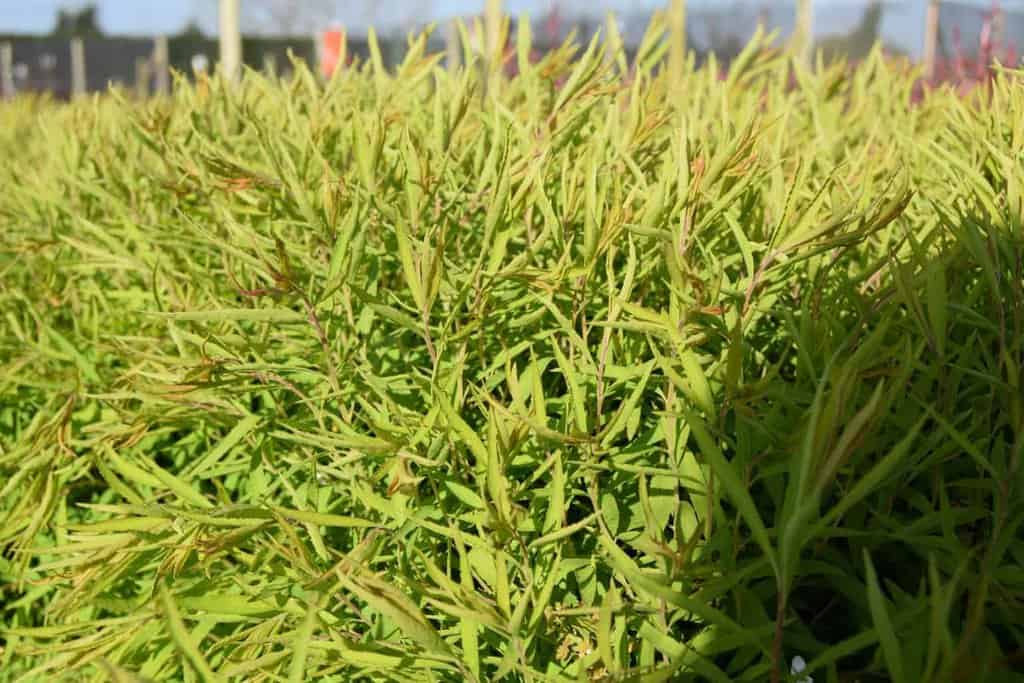 Spiraea thunbergii <span class="hidden specialOffer"></span> 20-30 cm